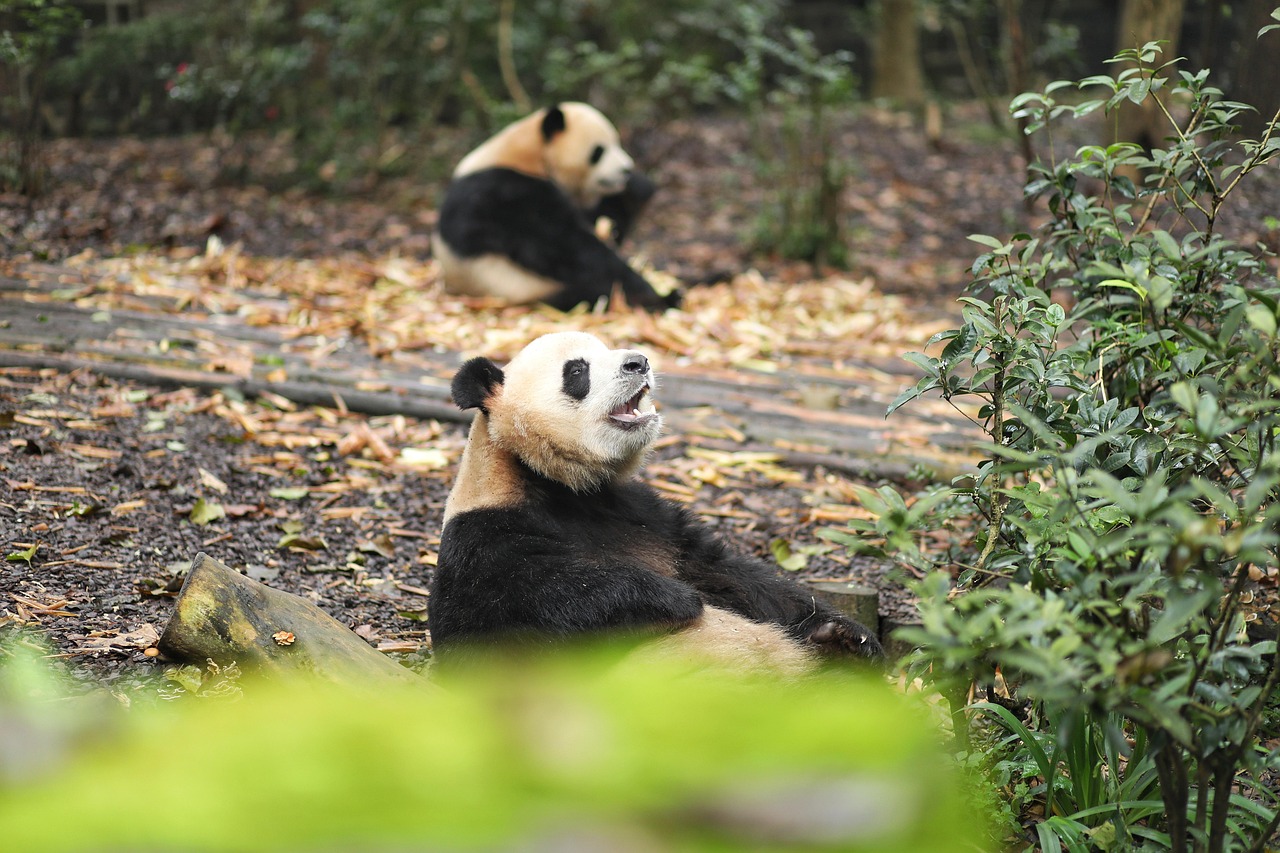 Giant pandas at Chengdu Research Base